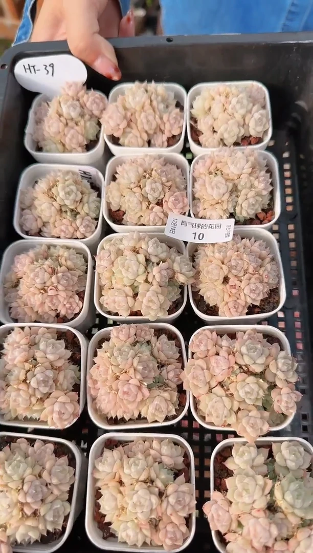 1218-10ht-39多肉量拍任意发一颗群生不包整