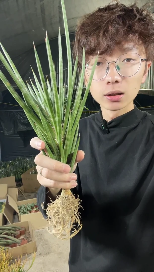 【闪购商品】狐狸尾裸根8.8