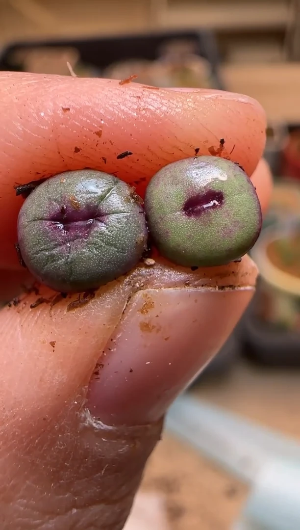 【闪购商品】7-51`SSW