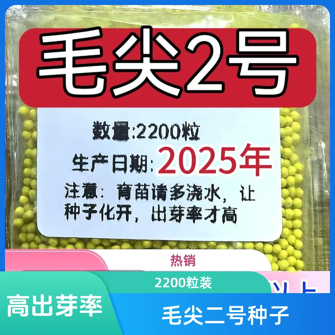 毛尖2号 毛尖一号 川泸一号 干八两 高杆KK19 白花K13 海拔2400