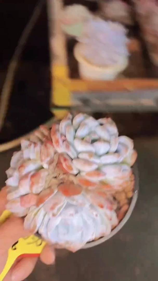 菲**呀001036橙梦露