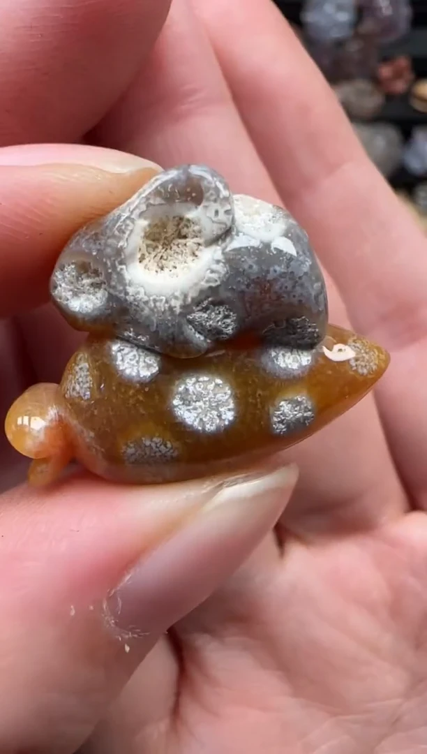 颈饰未镶嵌硅化珊瑚（珊瑚玉）214