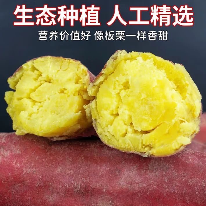 正宗陕西新鲜现挖沙地板栗红薯粉糯香甜