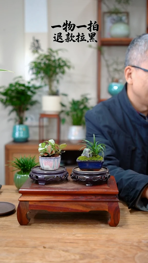 完全开放邓*火网纹草+玉龙草339