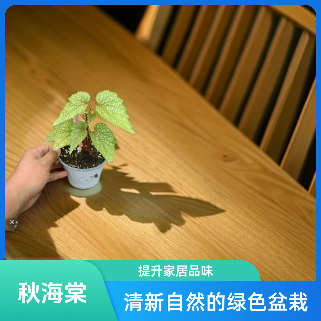 豆沙 秋海棠 一颗包邮无售后 完美主义者勿拍