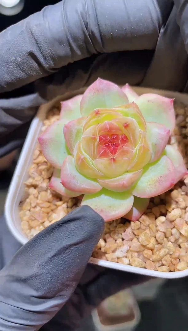 1297 狸奴珍妮  4.0厘米左右 量拍随机发