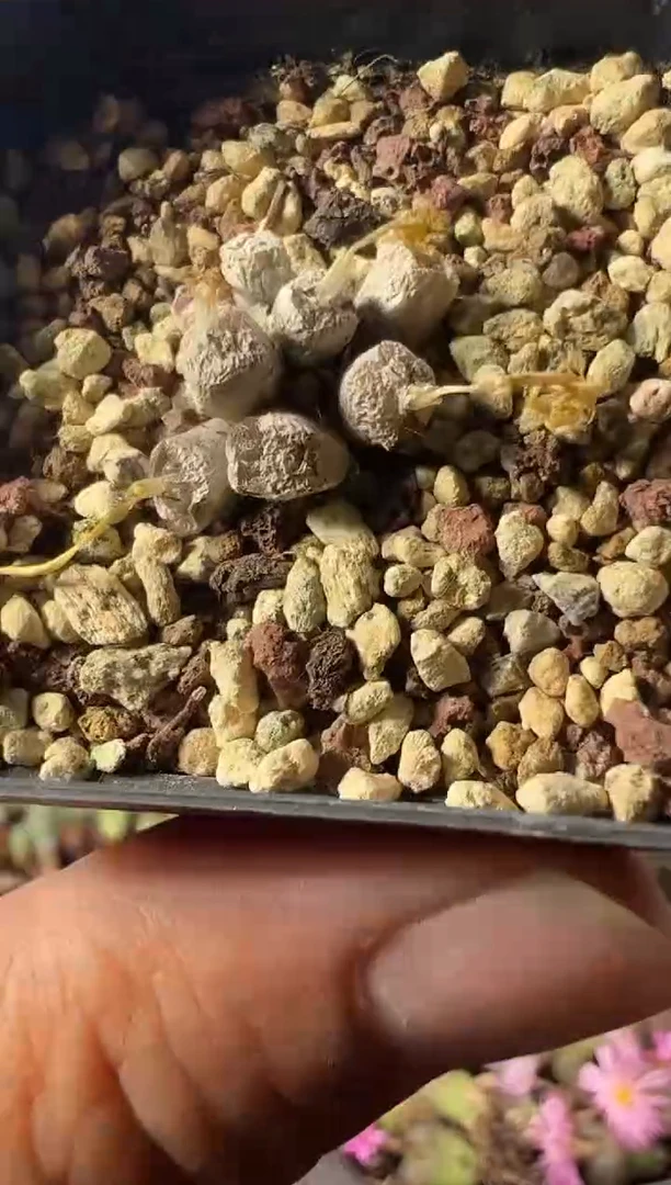 一物一拍        861