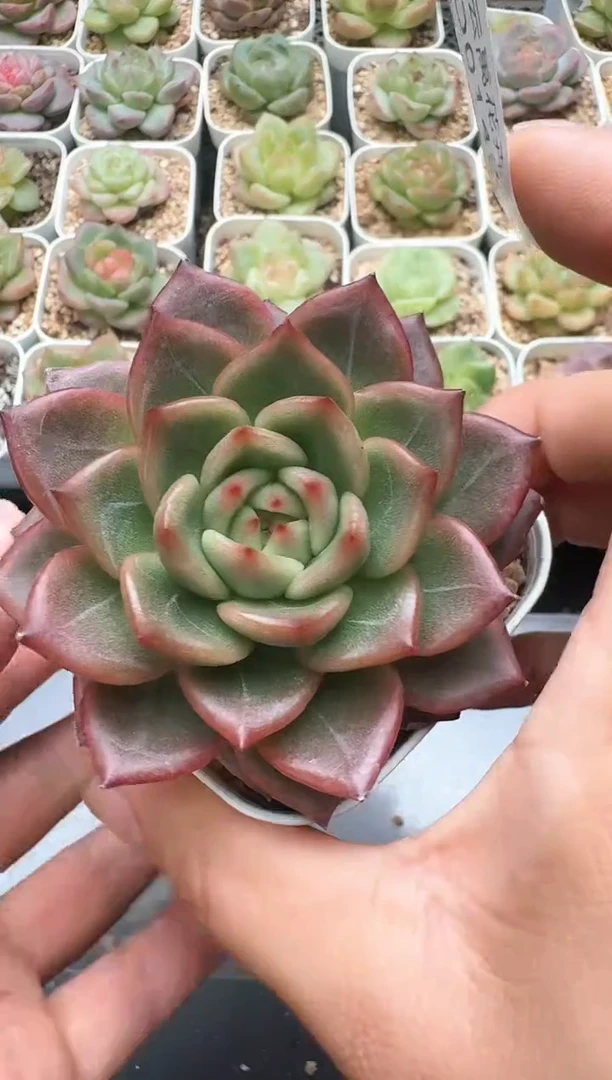 149D云禹多肉植物 带盆土纸巾打包 3颗包邮