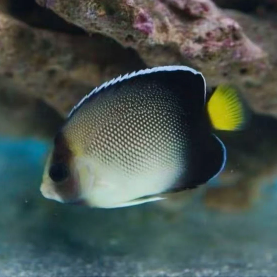 马代黄尾珠仙海水观赏鱼售后开箱视频免包装费