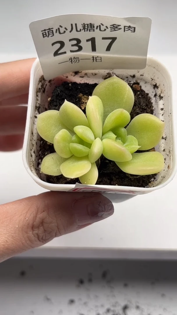 2317 CF1474多肉植物