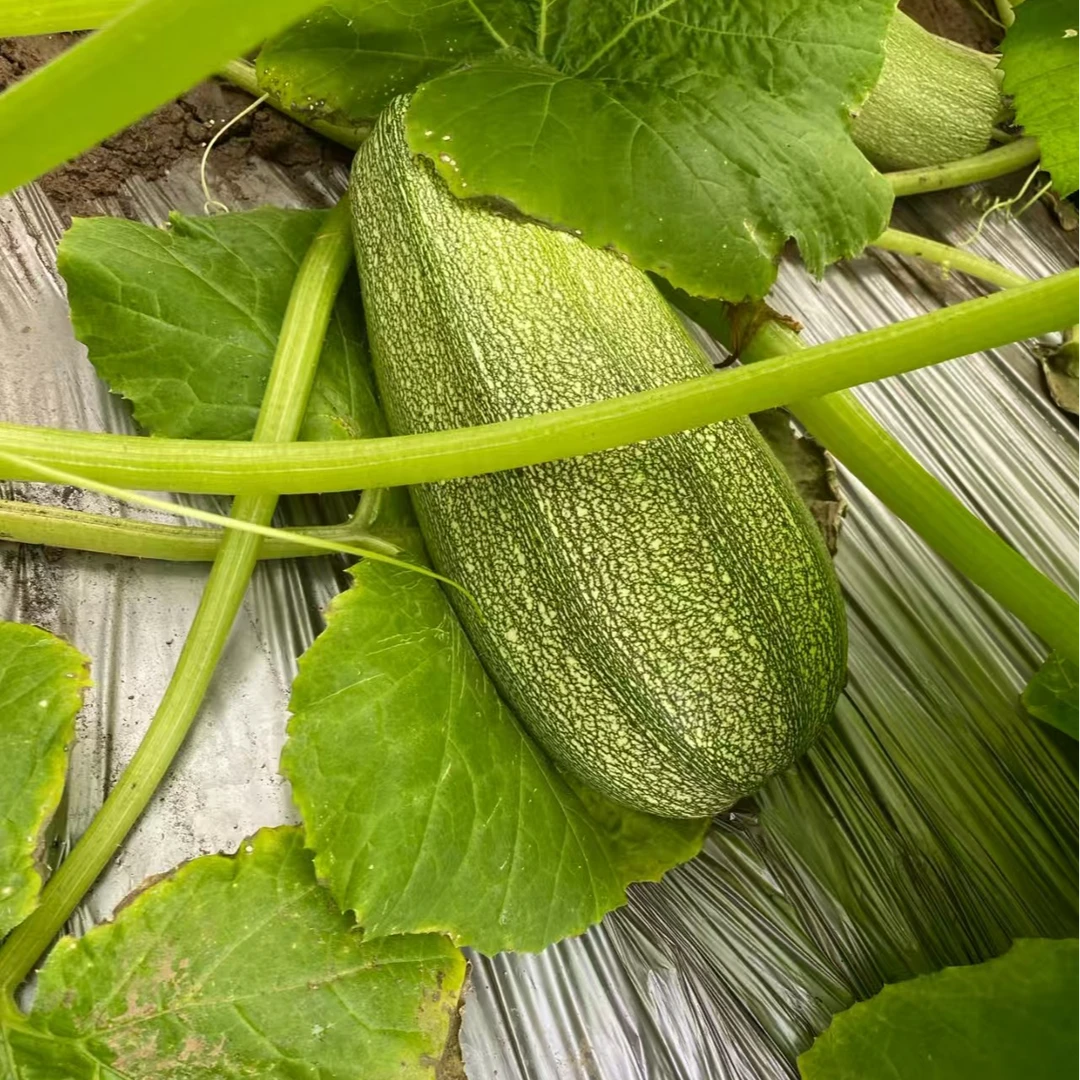 青泽农场-本地大棚西湖-8斤、9-10斤装绿色蔬菜