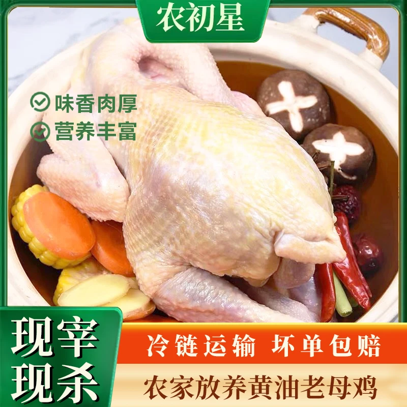 【农初星】农家黄油老母鸡顺丰冷链包邮肉质鲜嫩紧实1250g*2袋