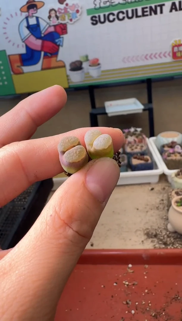 5-421多肉植物肉锥