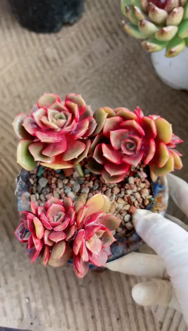 【闪购商品】21238