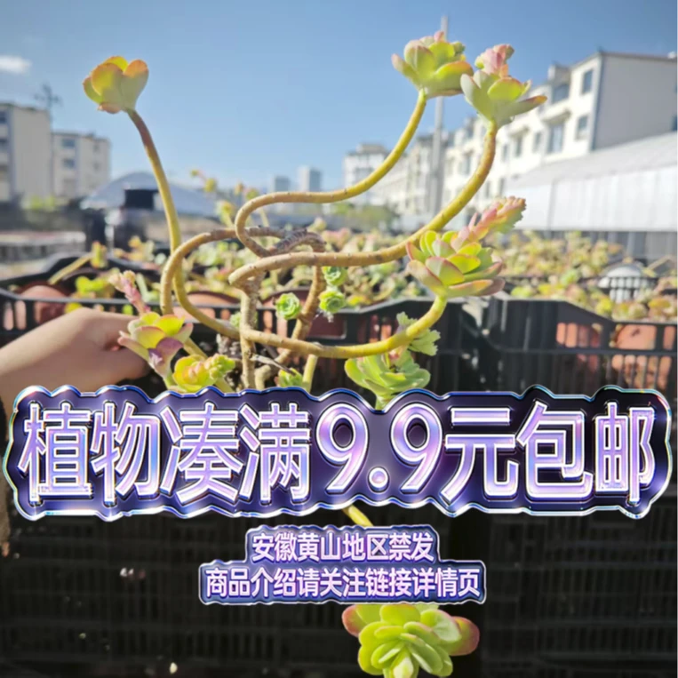 （薄化妆-裸根）多肉要满9.9邮 多肉植物绿植吸甲醛（以直播为准）
