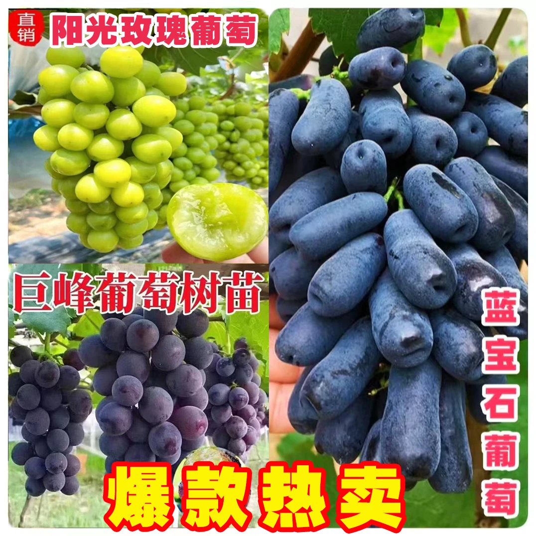 阳光玫瑰巨峰蓝宝石葡萄苗南北方盆栽地栽抗旱耐寒葡萄苗