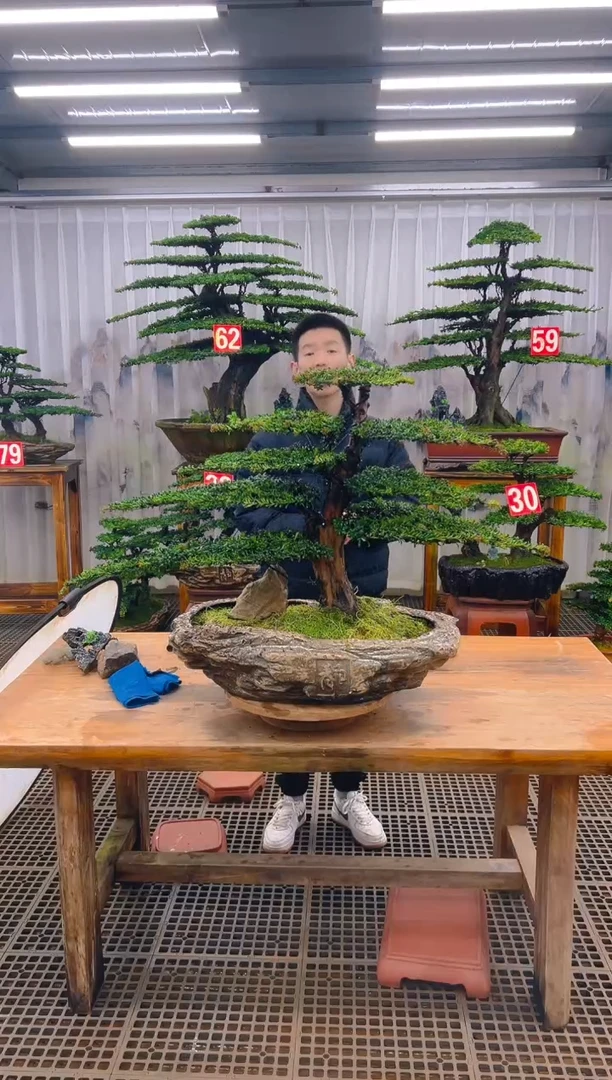 无花朵激****想精品盆景直播间一物一拍