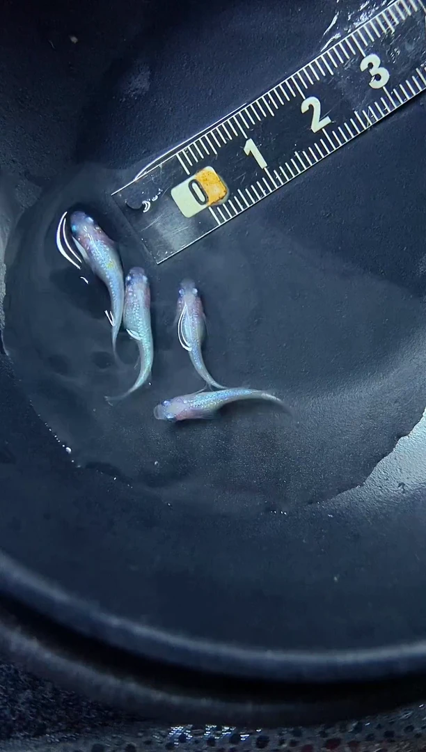 青鳉鱼27号粉海王星