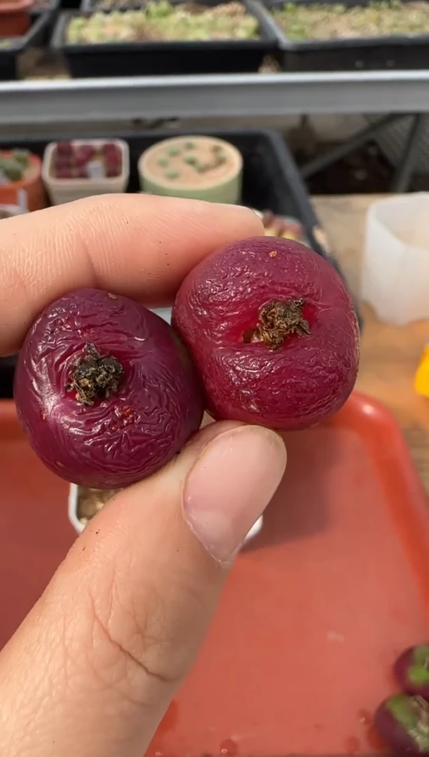 【闪购商品】13-68