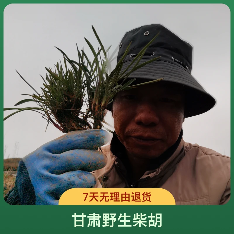 甘肃野生柴～胡北柴胡农产品250克—500克包邮