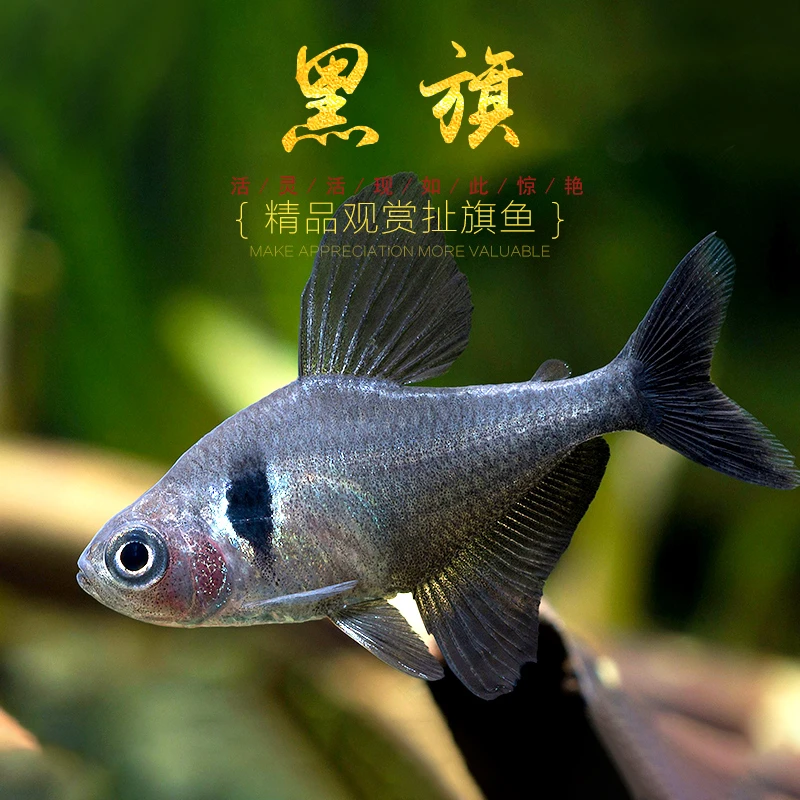 【黑幻影旗 2-3cm】2条 福袋发中通，不包损，不替换