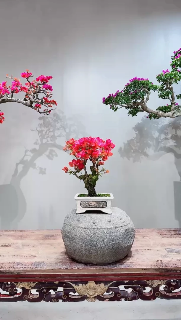 【闪购商品】盆景同安红三角梅