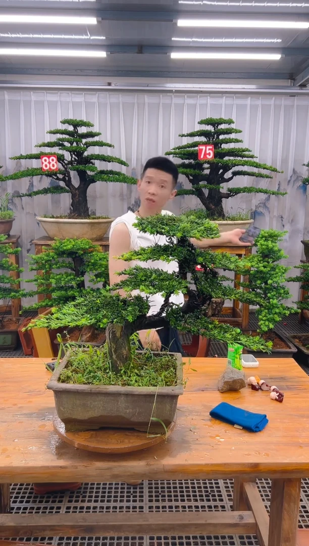 无花朵新****城精品盆景直播间一物一拍75号