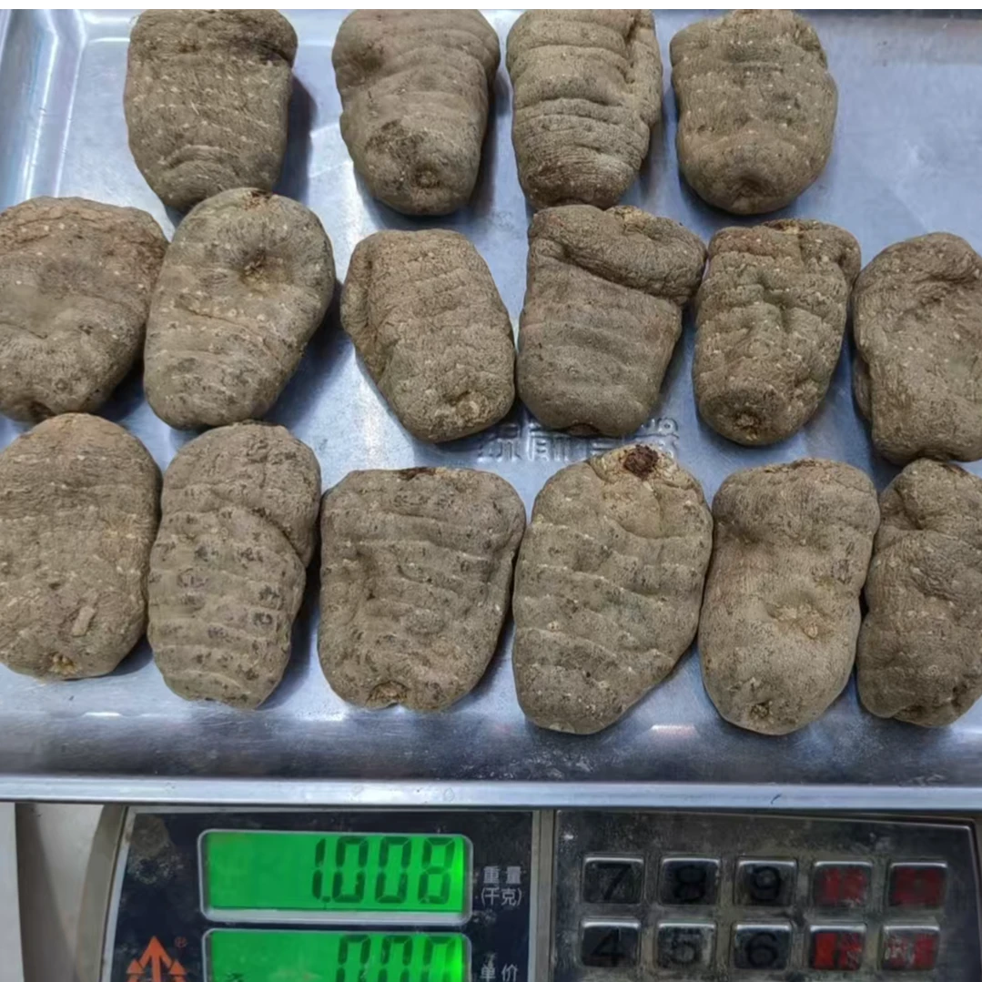 麻王果（干天麻）云南省昭通新鲜小草坝天麻仿野生