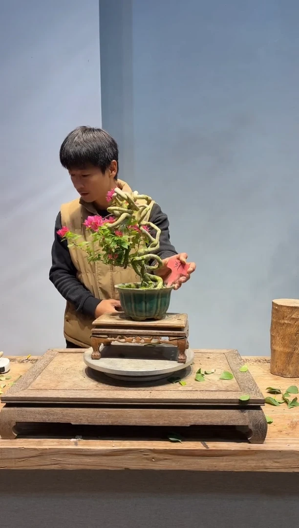 全部花朵好*哥三角梅37