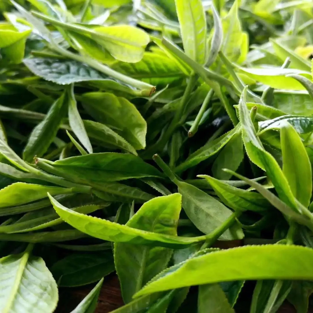 2025头春头采《麻黑小茶园核心古树》100克