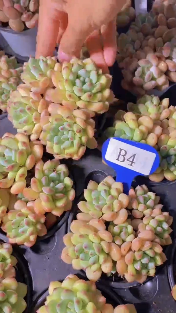 B4-赛尔达殿下4头群（量拍）