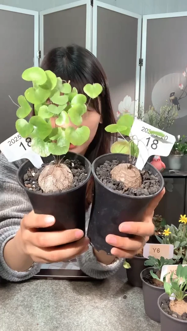 【闪购商品】南非龟甲龙2.20.18