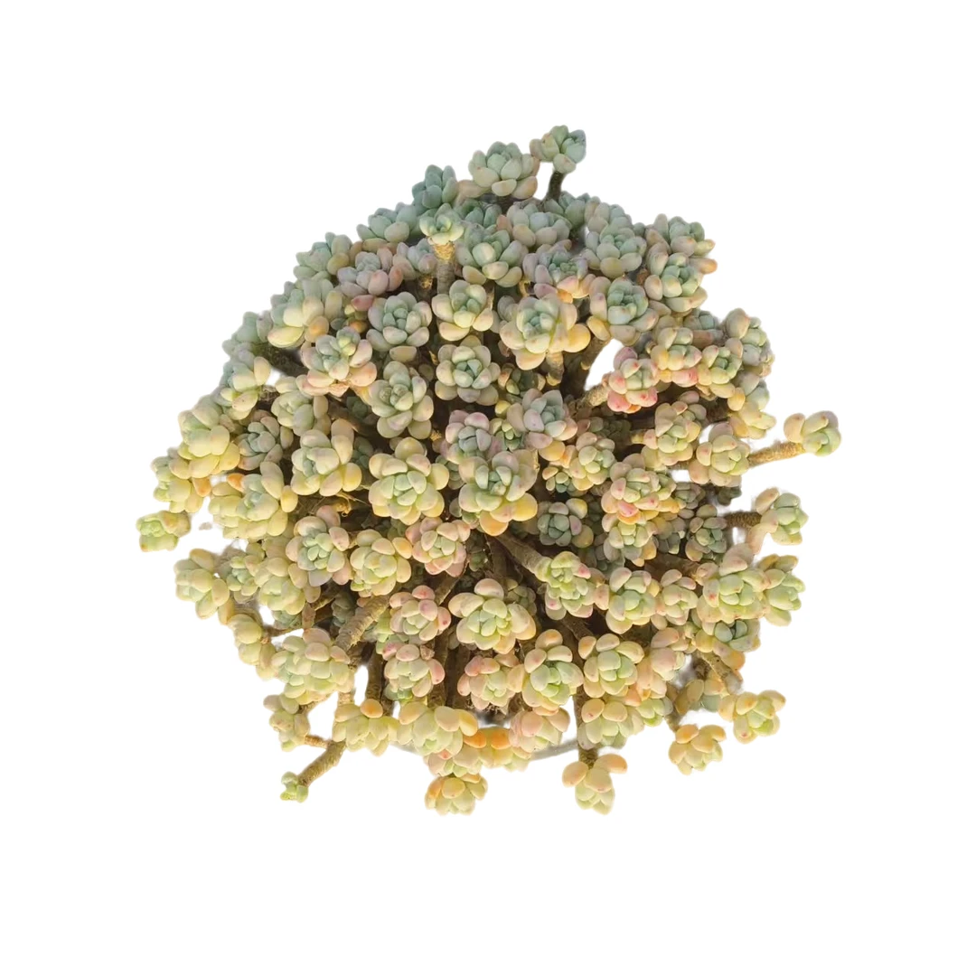 佳丽园艺  劳尔罗琦 多肉植物以直播间实物为标夏季空气生根控水