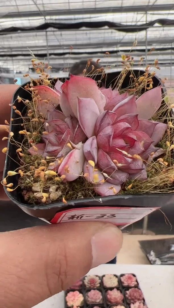 【闪购商品】新款多肉-33