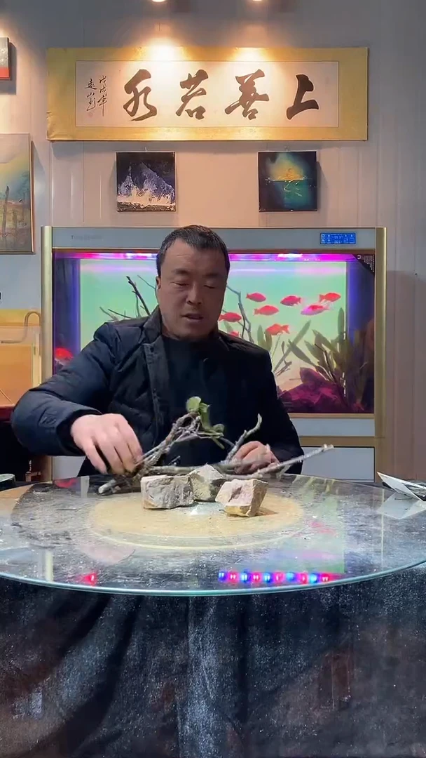161号天然黄栎木组成景适合40缸