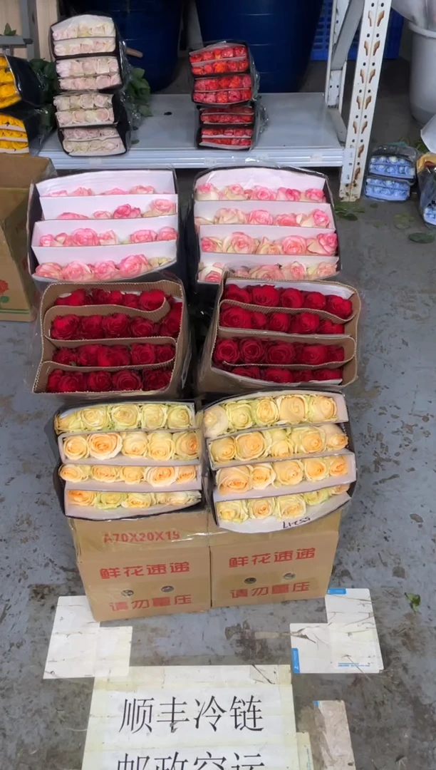 高原红20枝+艾沙20枝+香槟20枝