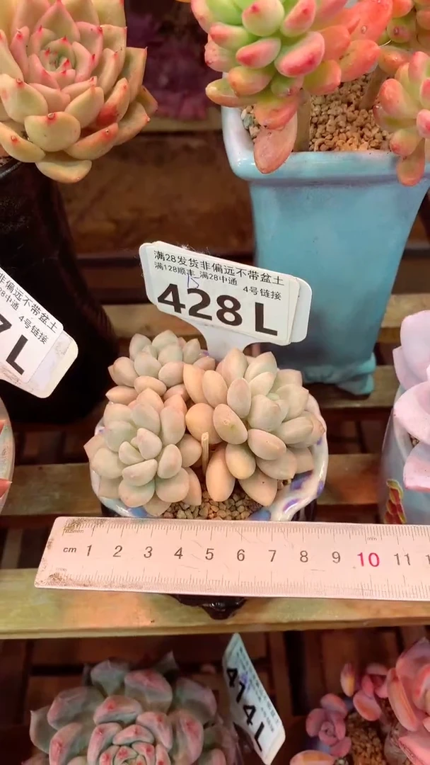 428L（一物一拍，精品多肉，所见即所得 ）
