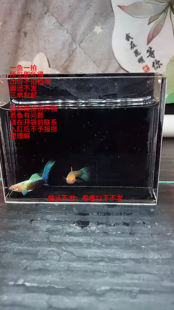 孔雀鱼孔雀鱼 10