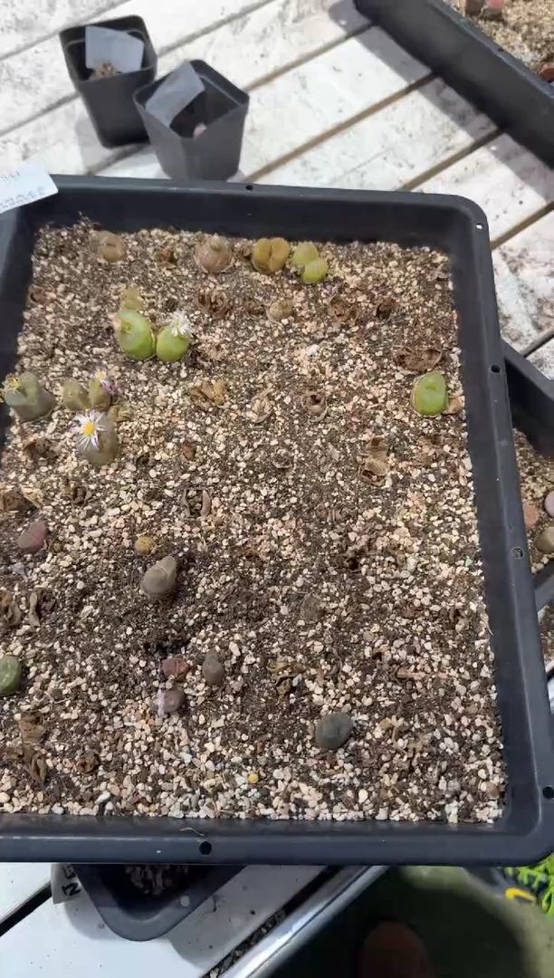 多肉植物肉锥脱土发12-344