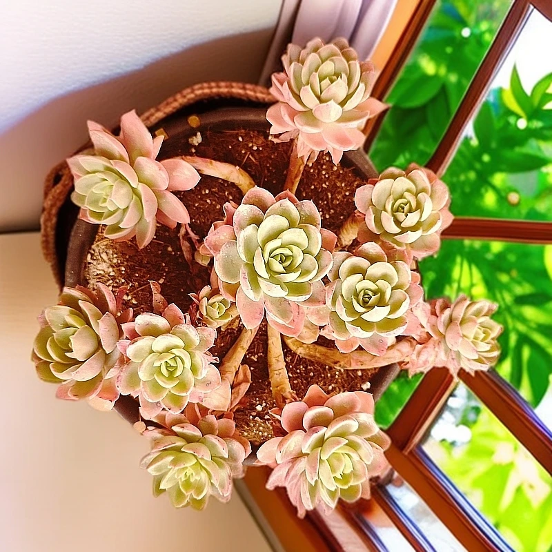 丝绸面纱230#云大B2棚雪山多肉新手好看好养一单包邮