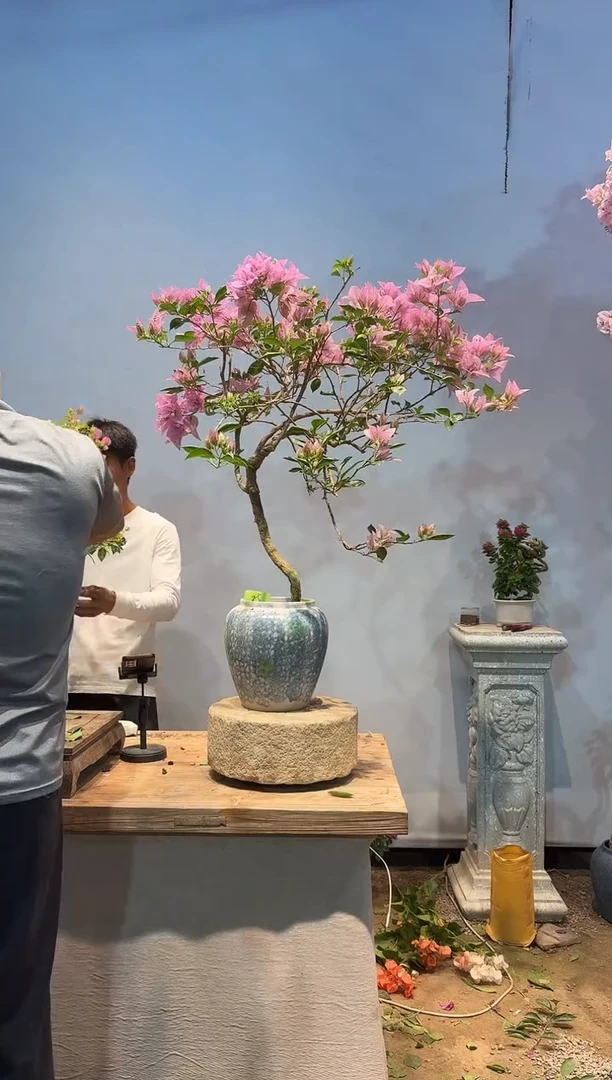 全部花朵S****N三角梅25