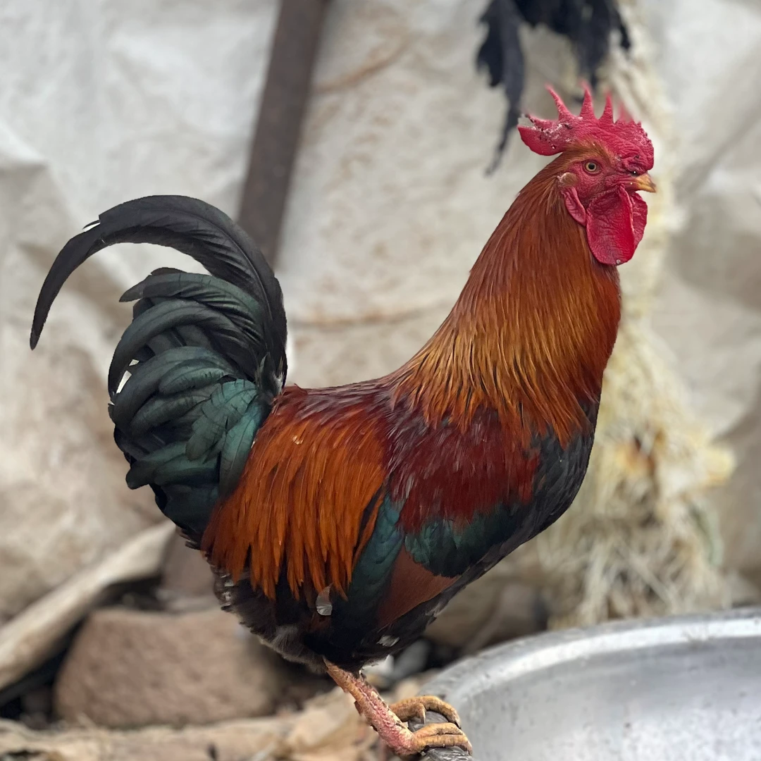 【阿土农家】480天正宗跑山鸡纯种农家散养土鸡大公鸡