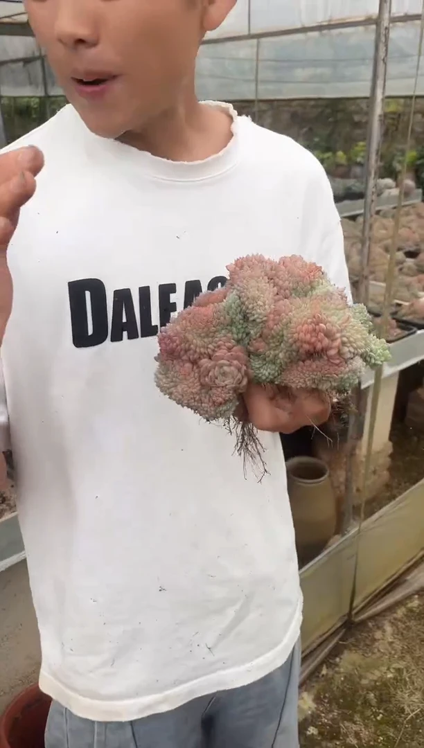 白胖子哈尼缀化
