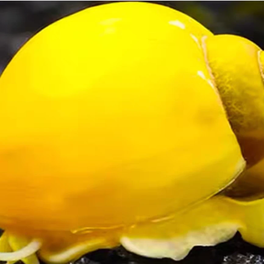 黄金螺 (清缸黄金螺）