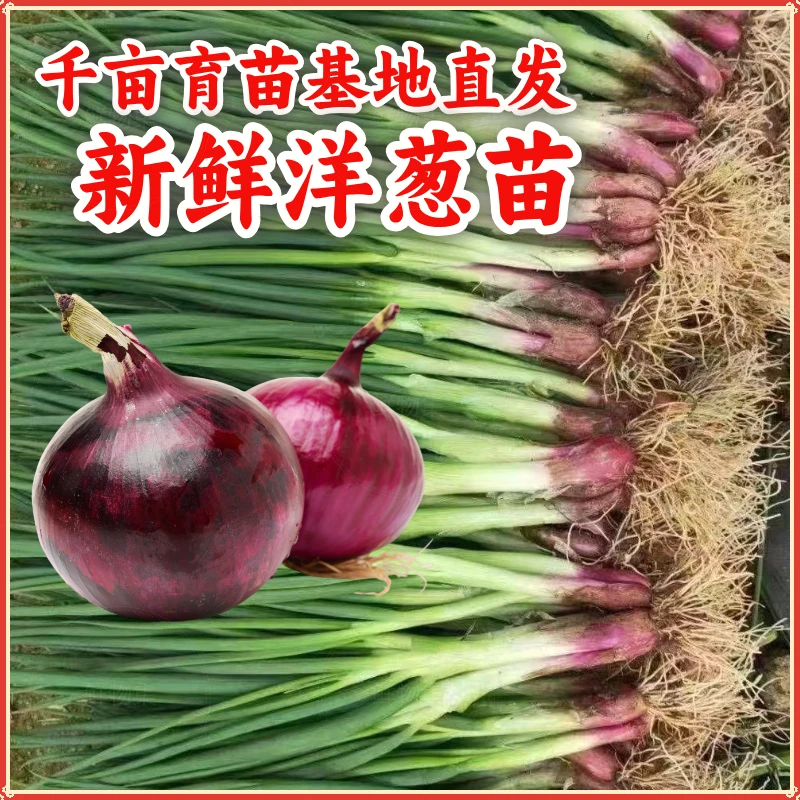 正宗洋葱苗紫皮洋葱苗水果田园庭院花园苗现挖现发紫皮洋葱苗秧苗