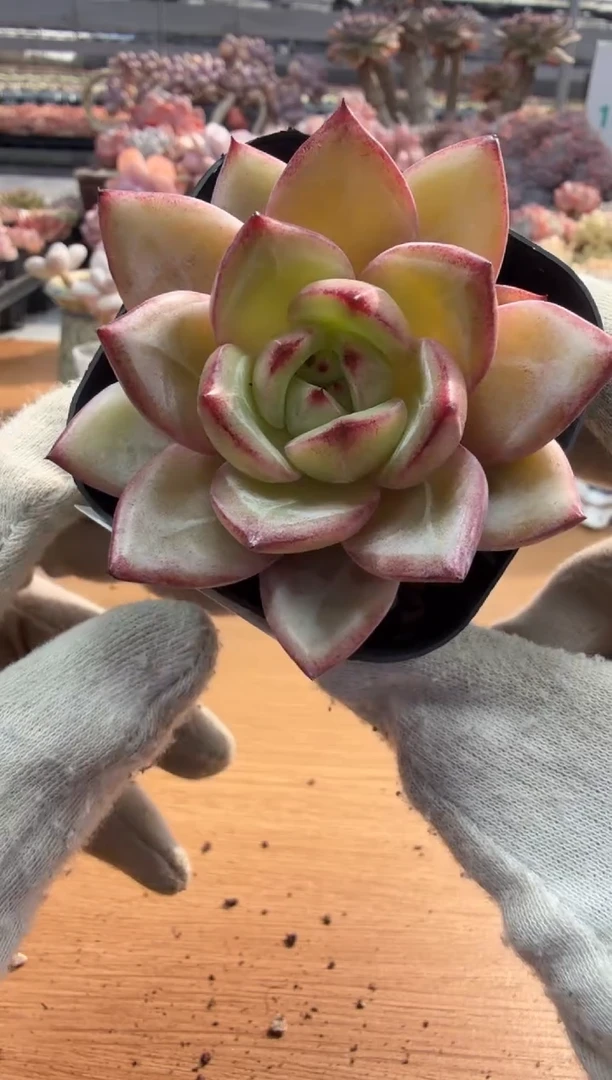 东云多肉园三店-74