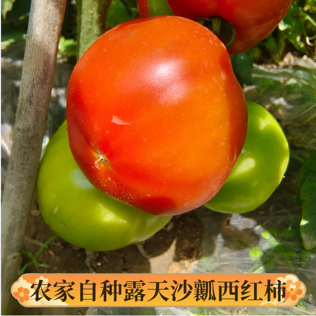 【老品种西红柿】沙瓤西红柿现摘现发新鲜蔬菜孕妇生吃番茄酸甜自然