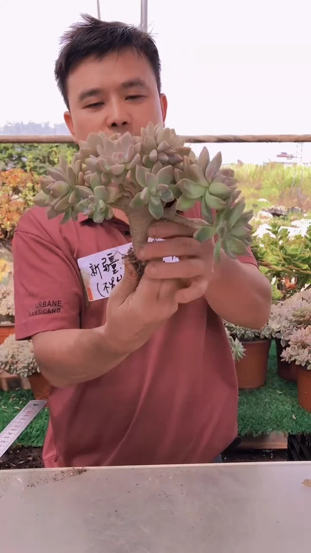 235淡雪缀化一物一拍