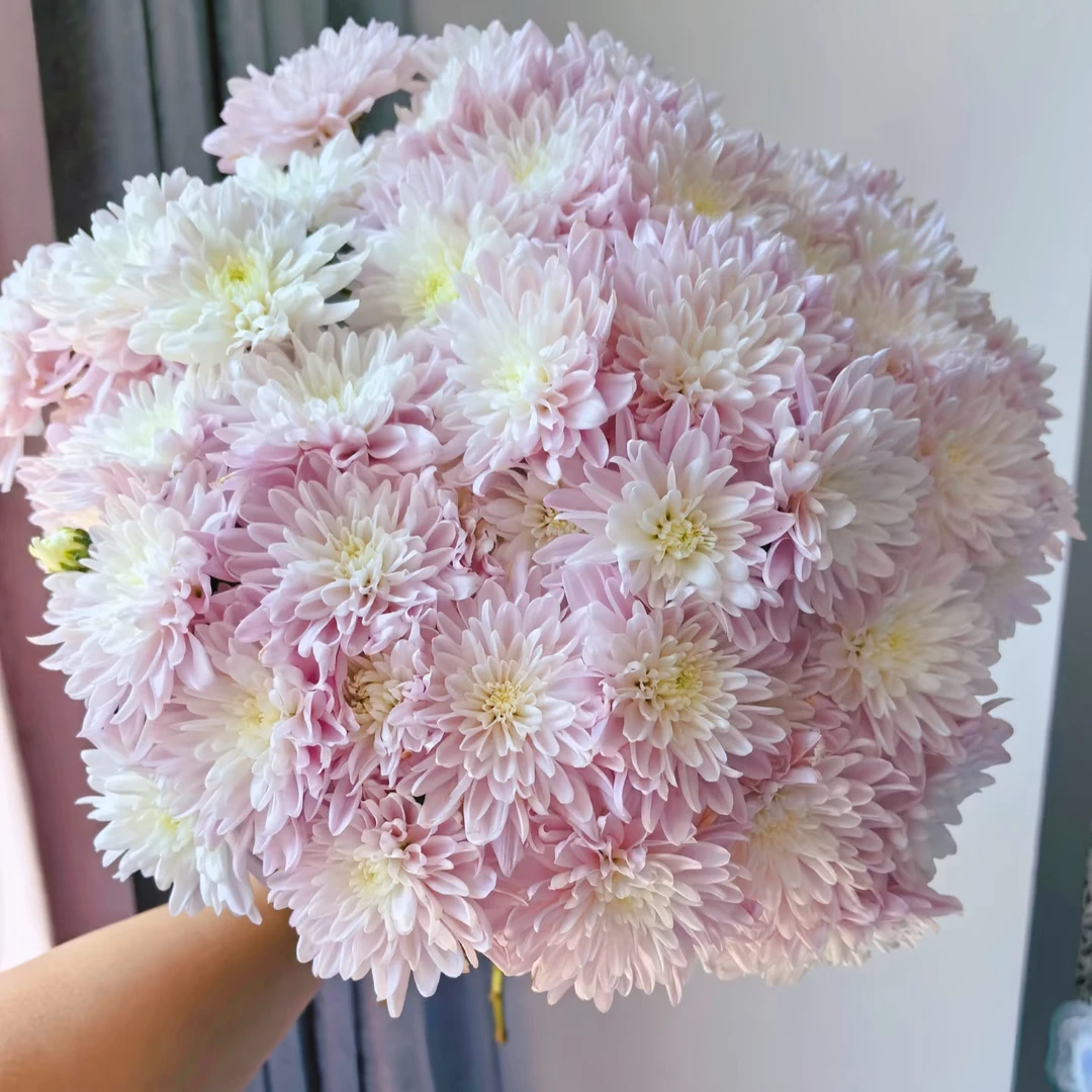 【千寻】蜜桃粉小菊云南直发