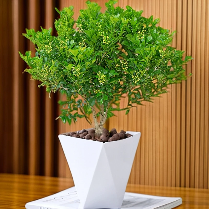 香水米兰花盆栽花卉植物室内外阳台庭院四季常绿开花芳香树苗绿植